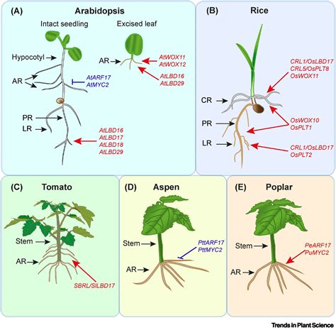 Root: Pulandit .